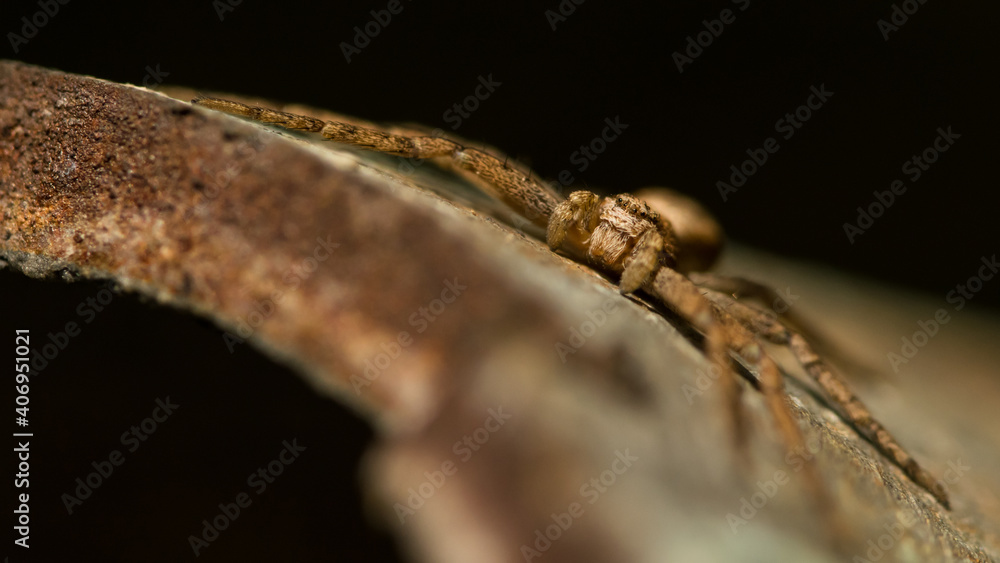 close up of a spider - Philodromus cespitum close up of a spider - Philodromus cespitum