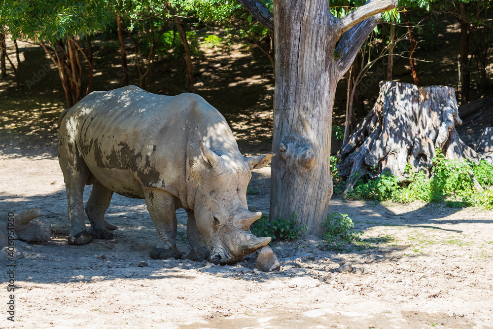 Blunt-nosed rhinoceros - Ceratotherium simum runs across the meadow under the trees. Blunt-nosed rhinoceros - Ceratotherium simum runs across the meadow under the trees.