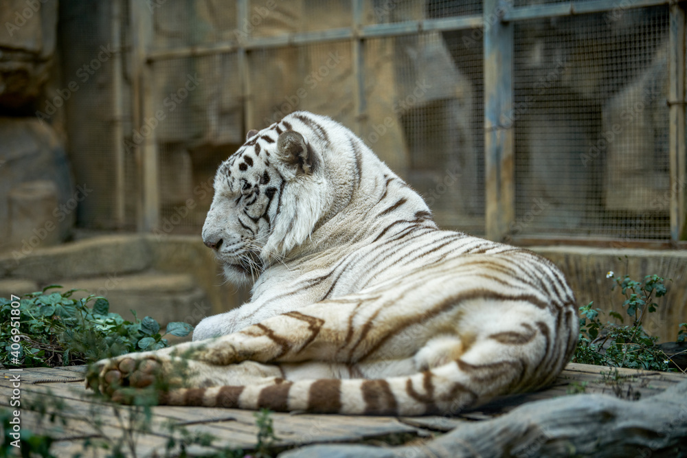 A ferocious beast animal tiger close-up A ferocious beast animal tiger close-up