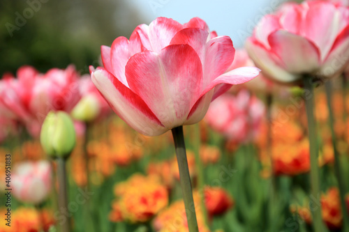 Blühende Tulpen im Frühling 