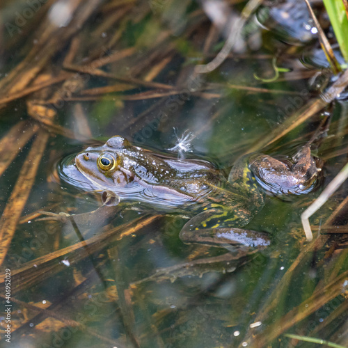 Froschlurche am Badsee im Allgäu photo