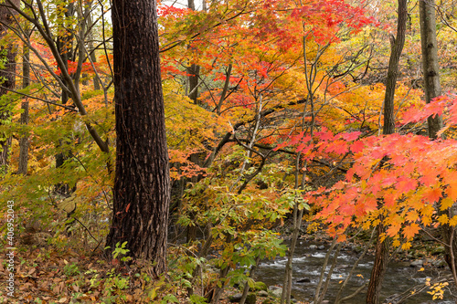 Beautiful cascade in autumn forest
