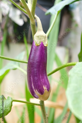 Close-up of eggplant in the home garden.