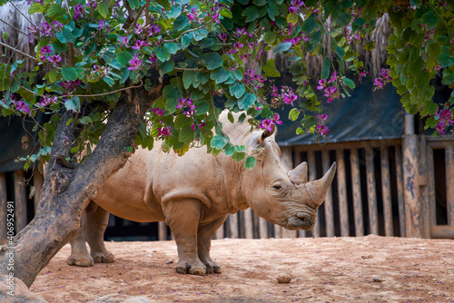 A close-up of a large rhino in the wild photo