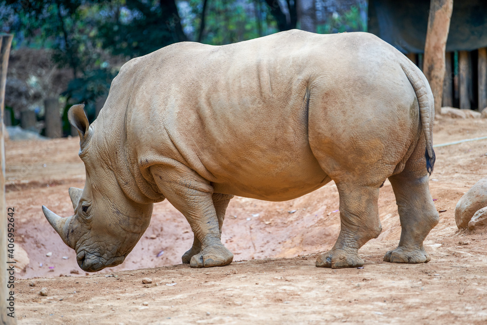 Naklejka premium A close-up of a large rhino in the wild