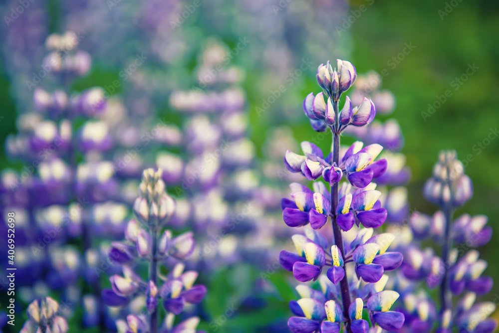 Lupine flowers in Iceland Lupine flowers in Iceland