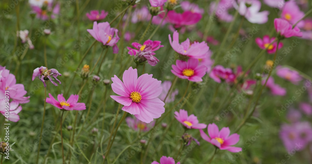 Beautiful cosmos flower garden farm Beautiful cosmos flower garden farm