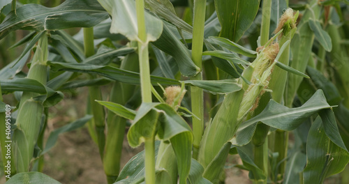 Corn maize agriculture nature field