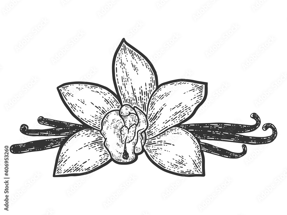 Vanilla flower. Engraving vector illustration. Sketch scratch