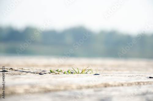 Close-up green grass makes its way through wooden beams on blurred background of trees. Grass stalks grow on sunny day. Macro with blurred foreground and background, selective focus in center.