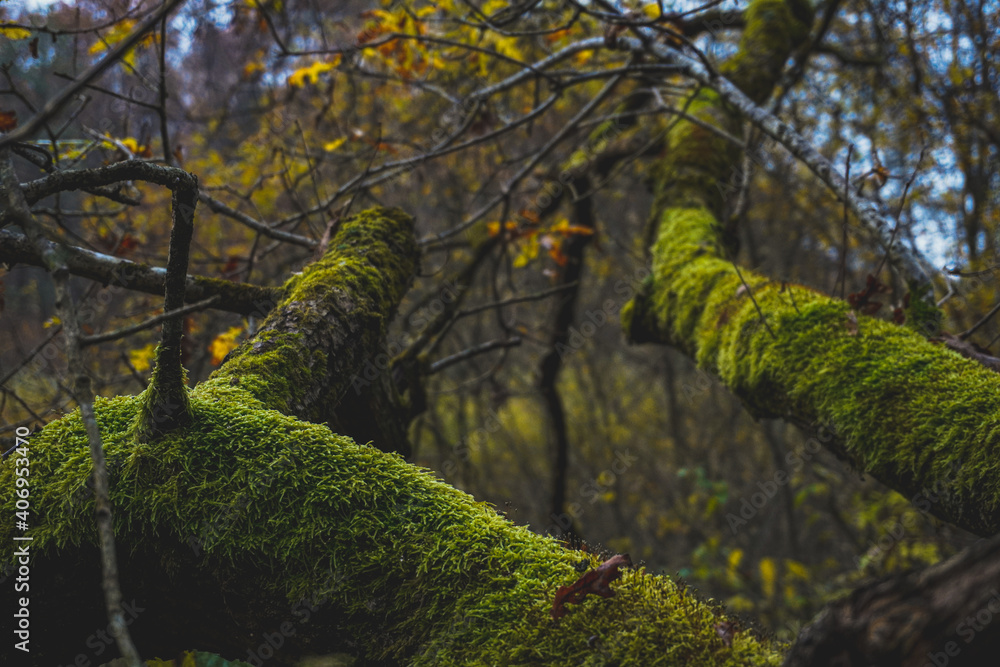 Fototapeta premium moss covered tree