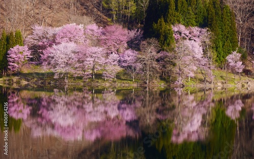 中綱湖 幻想的な桜風景