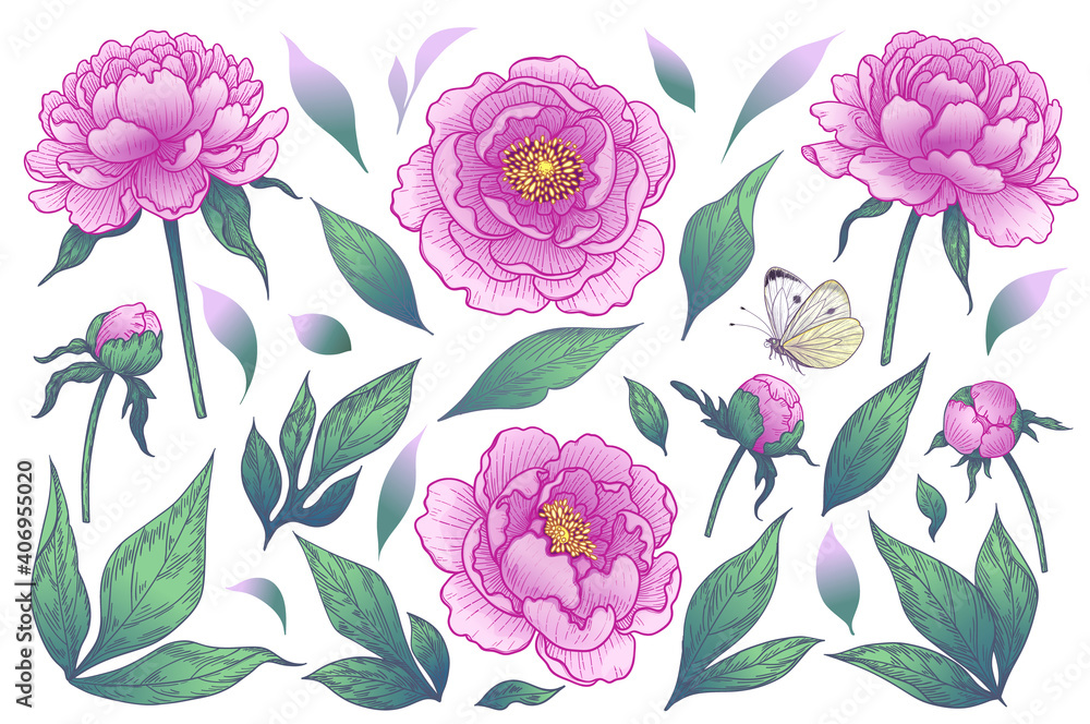 Pink Peony Flowers, Buds and Green Leaves