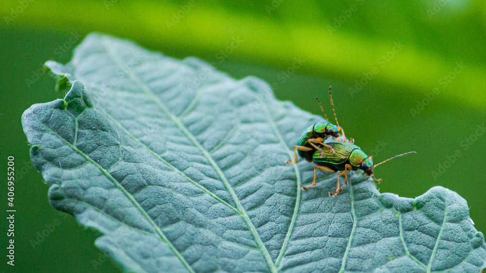 Fototapeta premium Fotografia de Natureza 