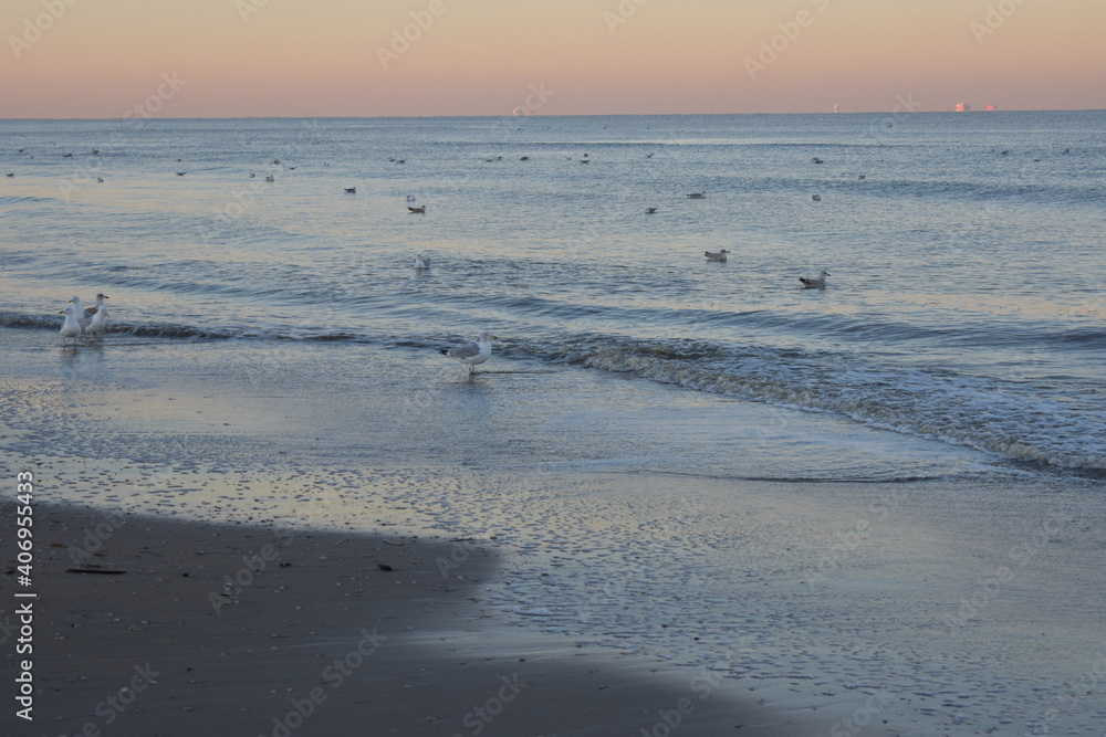 Nordseeküste in Niederlande, Strand, Krabben und Muscheln.