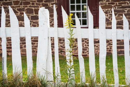 White wooden fence with a tall yellow flower