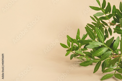 Natural beige background with a branch with green leaves. Front view  Copy space for text.