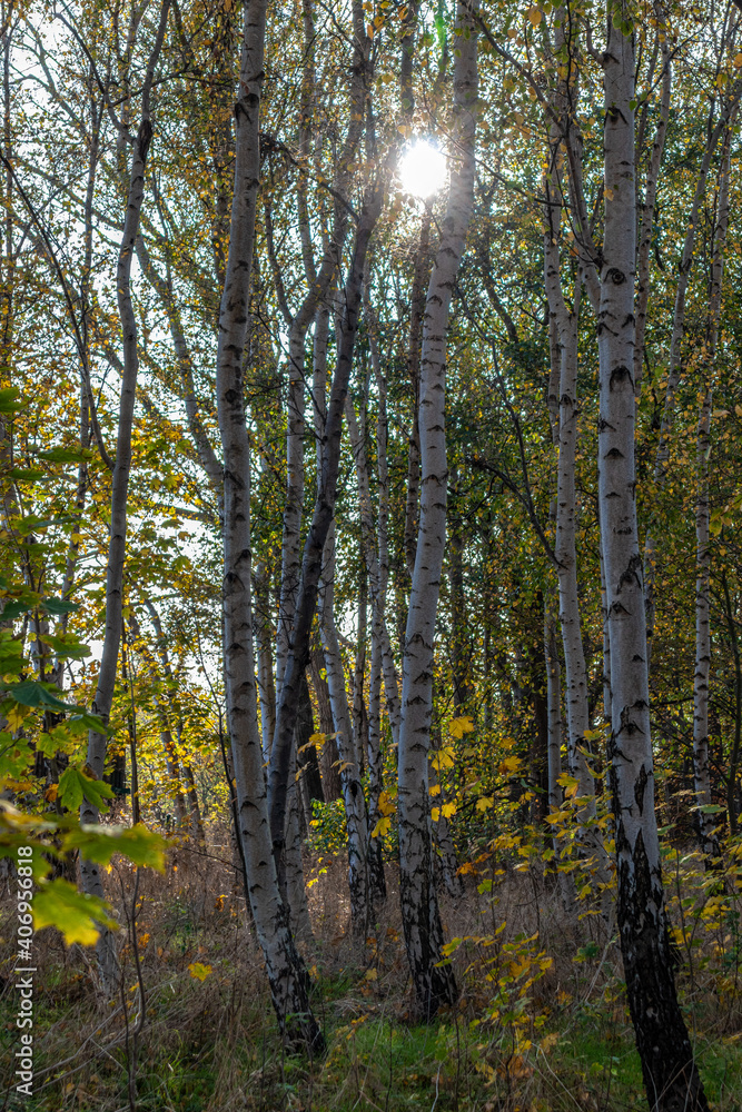 Fototapeta premium Birken