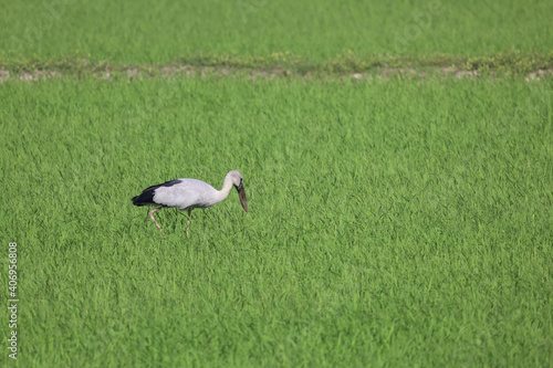 The bird in rice field in countryside at asia