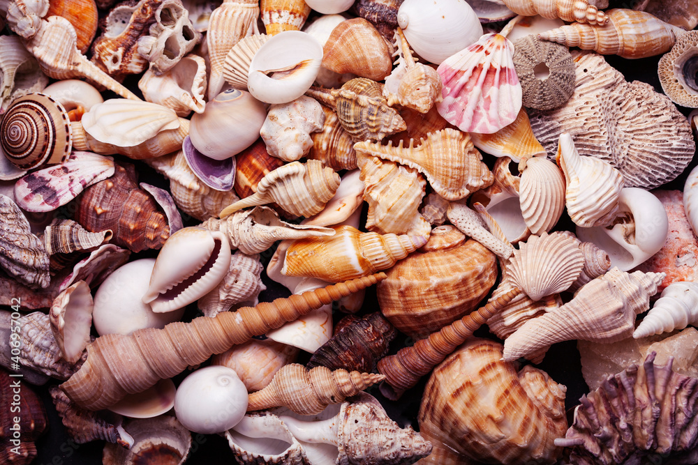 Fototapeta premium a lot of different empty sea shells on background, macro details