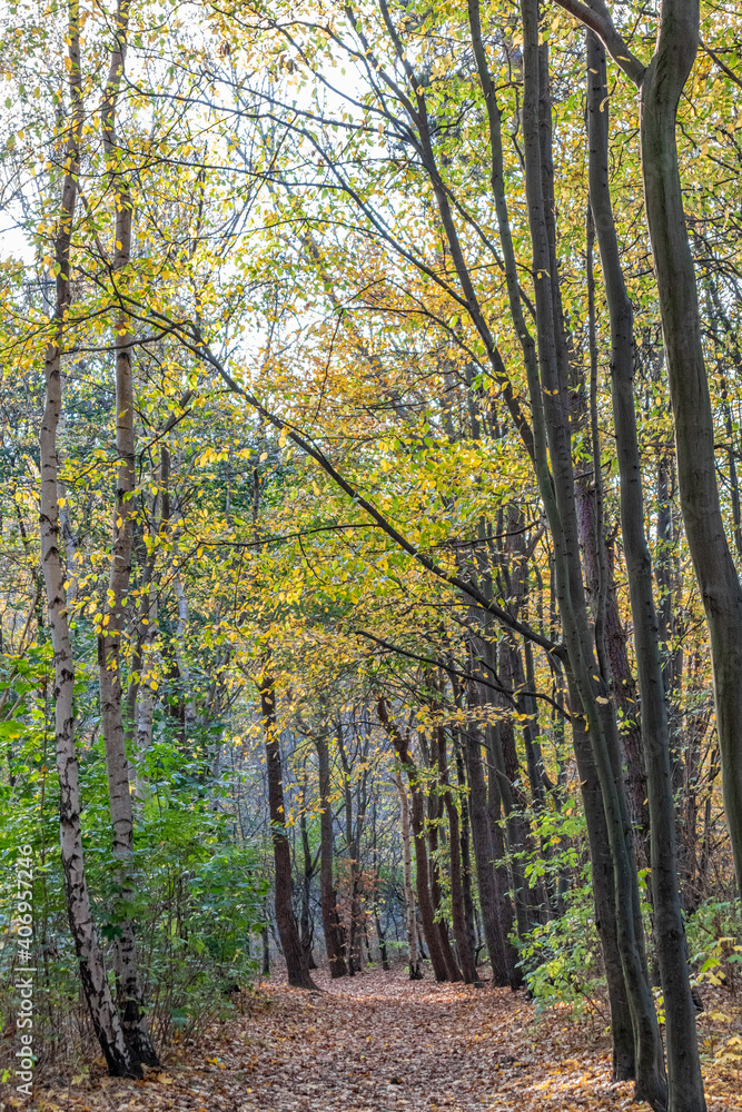 Wald Wald