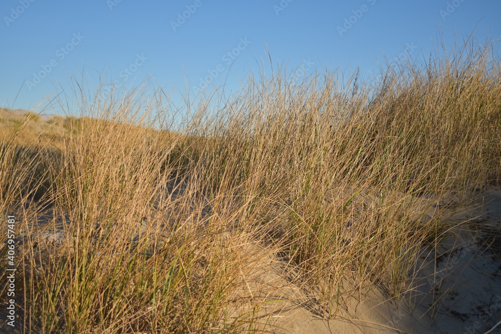 Fototapeta premium Nordseeküste in Niederlande bei Abenddämmerung im Winter.