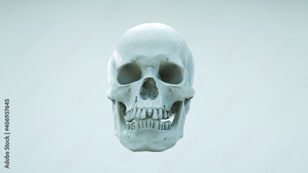 Fototapeta premium skull, human, head, face, 3d, appearance, bleak, bone, brain, clipping, cranium, dark, dead, death, decay, die, dying, evil, fallen, fear, finality, front, ghost, graveyard, grim, halloween, heal, hea