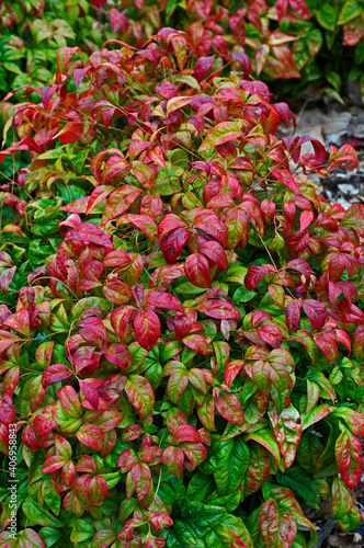 A spring view of Nandina domestica 'Firepower' in close up