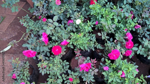 Wallpaper Mural Scenic view of colorful flowers and plants for multipurpose use Torontodigital.ca