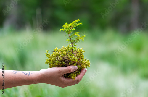 Woman holding small pine tree 