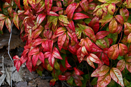 A spring view of Nandina domestica 'Firepower' in close up