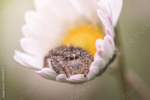 piccolo ragno saltatore (salticidae) carino e peloso in petali di fiore di margherita photo
