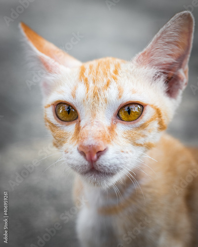 Stray kitten on Thai street photo