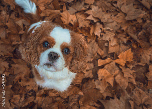Foto King Charles Cavalier Autumn leaves