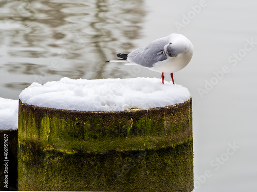 Tablou pe pânză Seagull on the snow-covered concrete socle on lake in winter