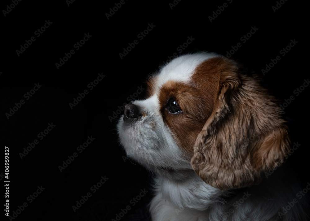 King Charles Cavalier Spaniel Puppy 