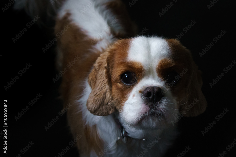 King Charles Cavalier Spaniel Puppy 