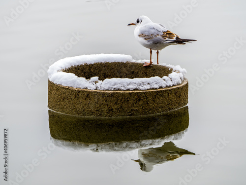 Fotografie Seagull on the snow-covered concrete socle symmetrical reflected in lake