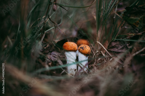 red mushrooms in the forest