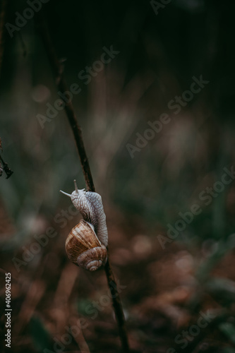 snail on a blade of grass