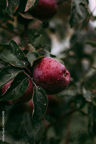apples on a tree