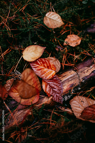 autumn leaves on the ground