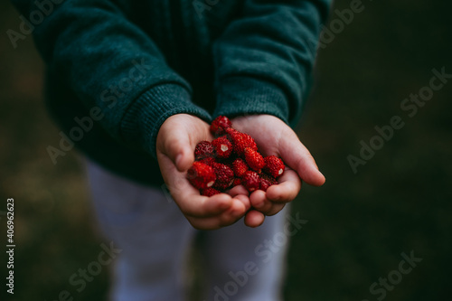 raspberries in hands