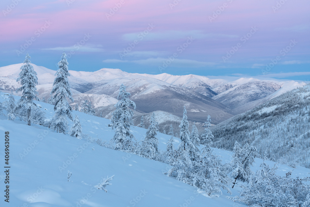 Evening landscape of snow-capped mountains and trees. Trees Covered With Snow With Pink Clouds In the coldest place on Earth - Oymyakon. Evening landscape of snow-capped mountains and trees. Trees Covered With Snow With Pink Clouds In the coldest place on Earth - Oymyakon.
