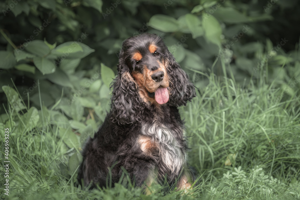 Black tri color english cocker spaniel sitting on green grass at summer. Portrait of dog at nature. Black tri color english cocker spaniel sitting on green grass at summer. Portrait of dog at nature.
