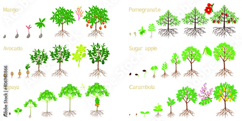 Set of growth cycles of exotic plants on a white background.
