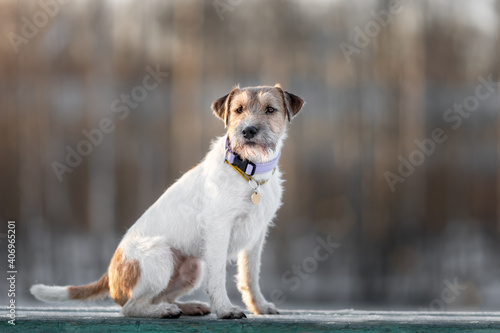 Portrait of young dog of parson russell terrier breed sitting on bench outdoors