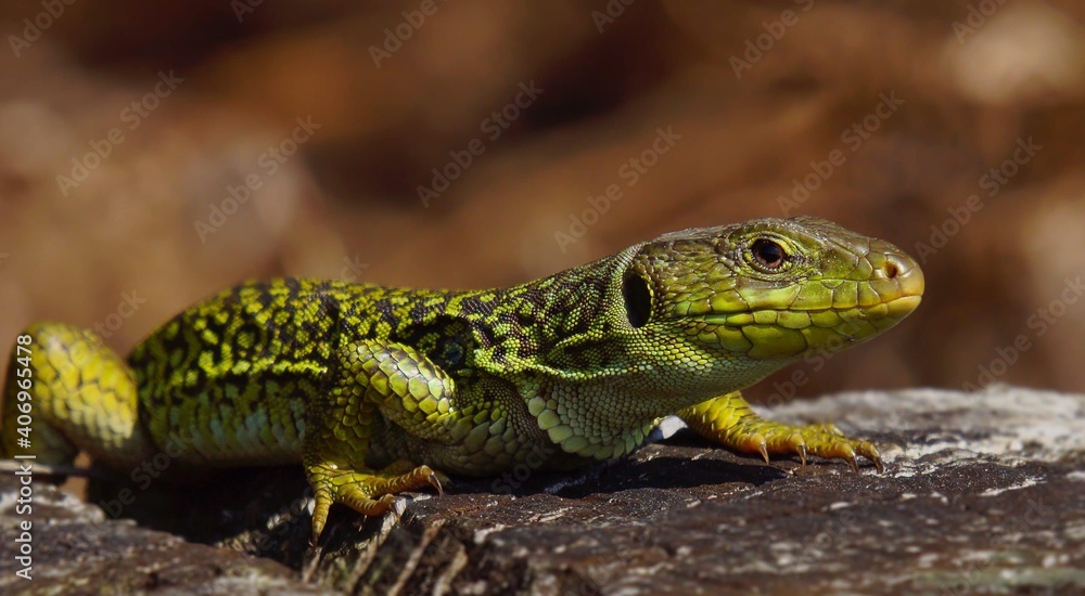 green lizard on a tree