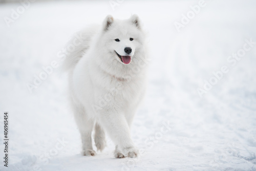 Samoyed white dog is on snow background outside