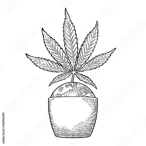 Marijuana plant with leaf in pot. Vintage engraving